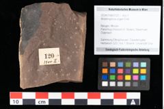 Foto (Objekt + Etikett) von Widdringtonia ungeri Endl. (NHMW-GEO-2024-0188-0120)